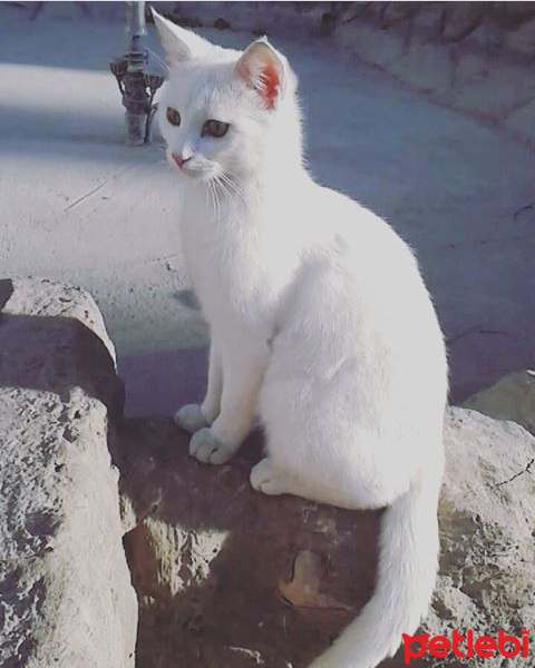 Van Kedisi, Kedi Pişo fotoğrafı