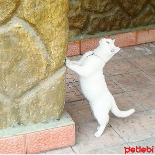 Van Kedisi, Kedi Pişo fotoğrafı