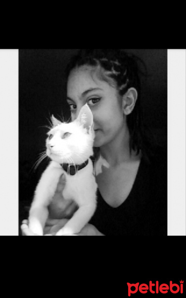 Van Kedisi, Kedi Pişo fotoğrafı