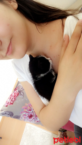 Tekir Kedi, Kedi Bobo fotoğrafı