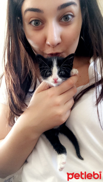 Tekir Kedi, Kedi Bobo fotoğrafı