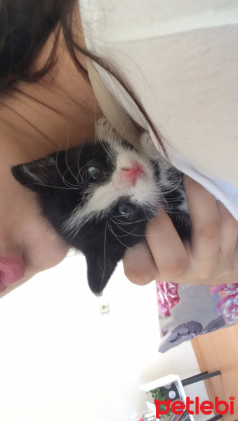 Tekir Kedi, Kedi Bobo fotoğrafı