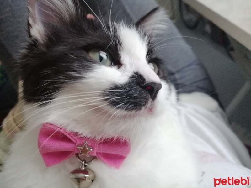 Tekir Kedi, Kedi  Yumak fotoğrafı