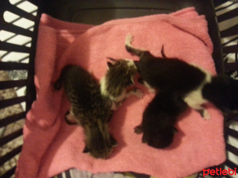 Tekir Kedi, Kedi 4 Tane Annelerinden Ayrı 5 günlük yavru fotoğrafı