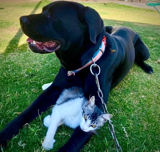 Sarman, Kedi Efe fotoğrafı