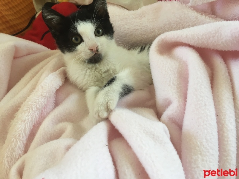 Tekir Kedi, Kedi  Zeytin fotoğrafı