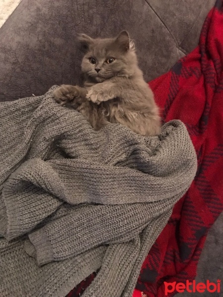 British Shorthair, Kedi  Venüs fotoğrafı