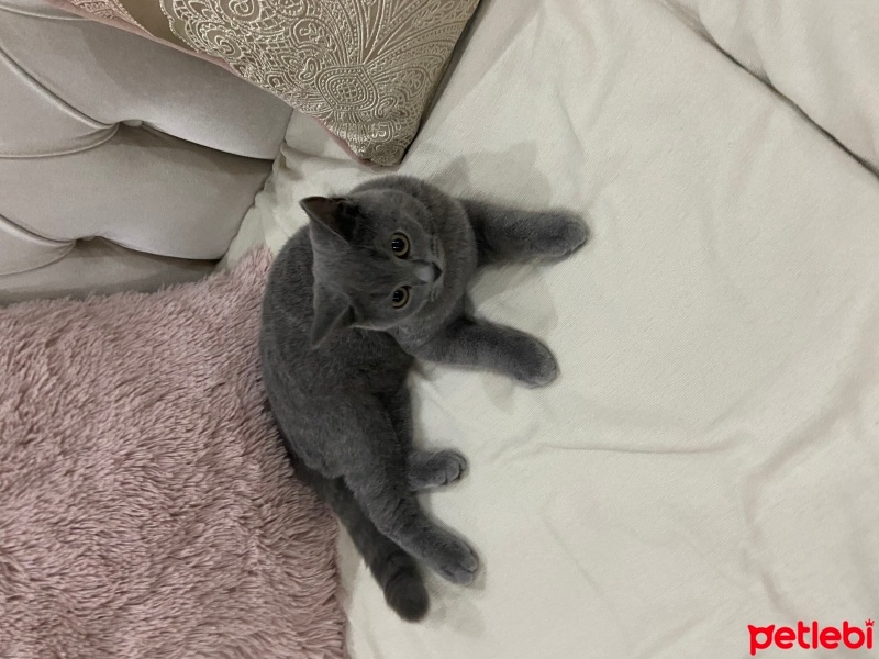 British Shorthair, Kedi  Yumak fotoğrafı