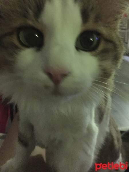 Norwegian Forest, Kedi  Venüs fotoğrafı