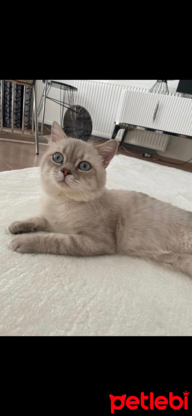 British Shorthair, Kedi  Zeus fotoğrafı