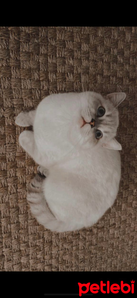 British Shorthair, Kedi  Zeus fotoğrafı