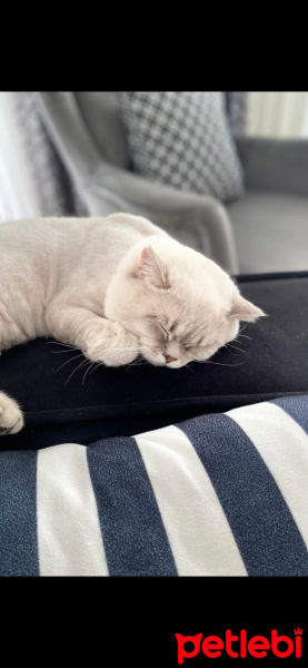 British Shorthair, Kedi  Zeus fotoğrafı
