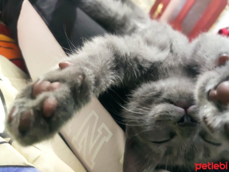 British Shorthair, Kedi  Zeytin fotoğrafı