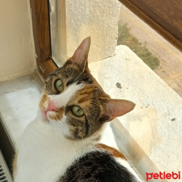 Tekir Kedi, Kedi  Venüs fotoğrafı