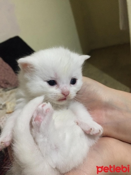British Shorthair, Kedi  venüs fotoğrafı
