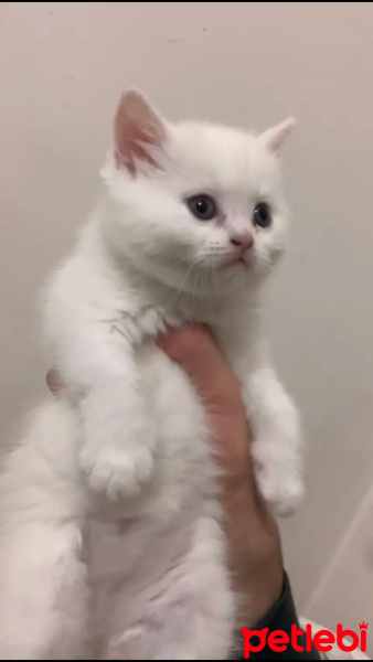 British Shorthair, Kedi  venüs fotoğrafı