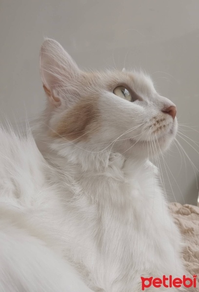 Ankara Kedisi, Kedi  Venüs fotoğrafı