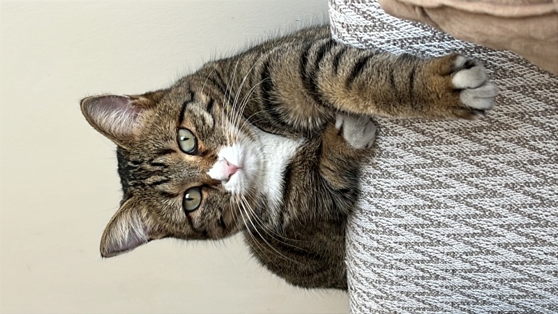 Tekir Kedi, Kedi Mercan fotoğrafı