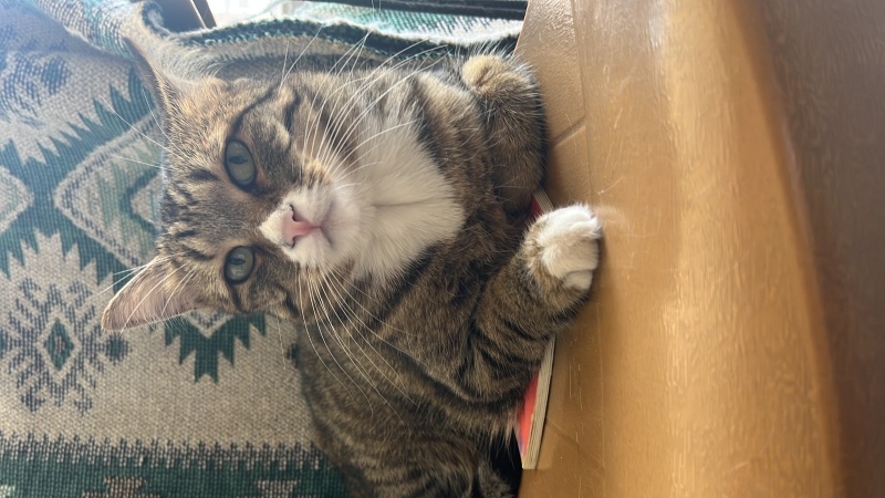 Tekir Kedi, Kedi Mercan fotoğrafı