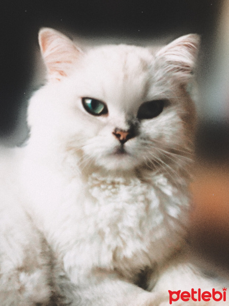 İran Kedisi (Persian), Kedi Ollie fotoğrafı