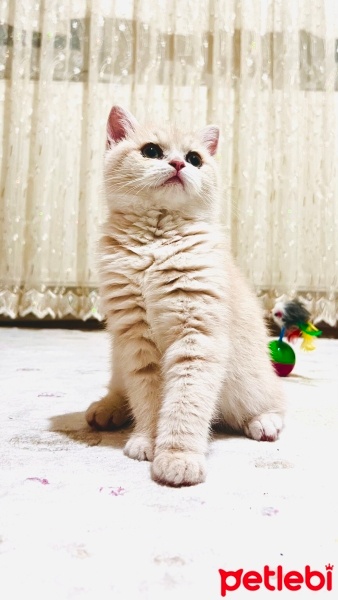 British Shorthair, Kedi  Tarçın fotoğrafı