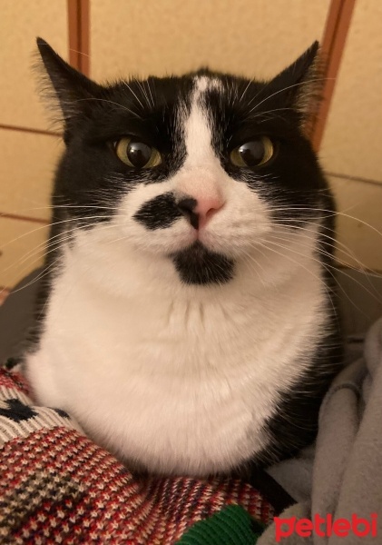 Tekir Kedi, Kedi  Zeytin fotoğrafı