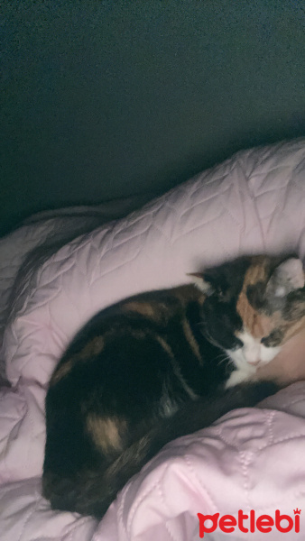 Tekir Kedi, Kedi  Venüs fotoğrafı