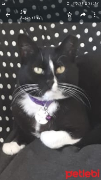 Tuxedo (Smokin) Kedi, Kedi  Zeytin fotoğrafı