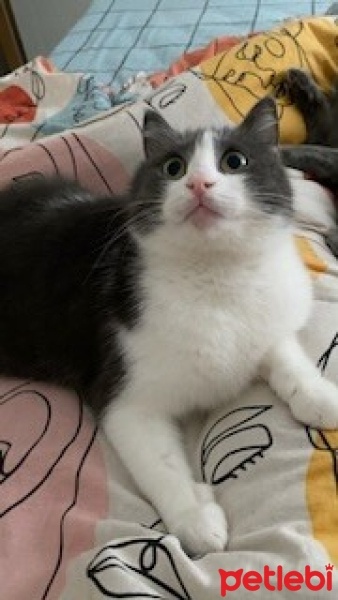 Tekir Kedi, Kedi  Fıstık fotoğrafı