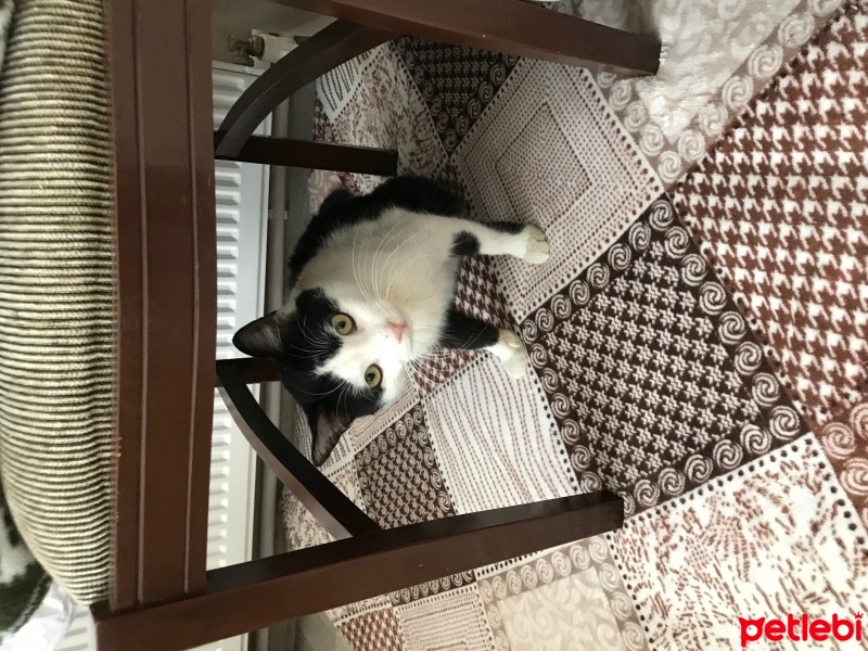 Tekir Kedi, Kedi  Fıstık fotoğrafı