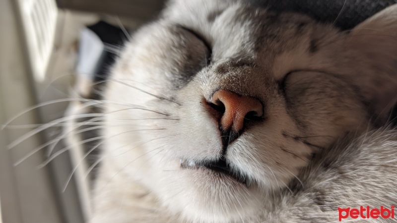 Australian Mist, Kedi  Venüs fotoğrafı