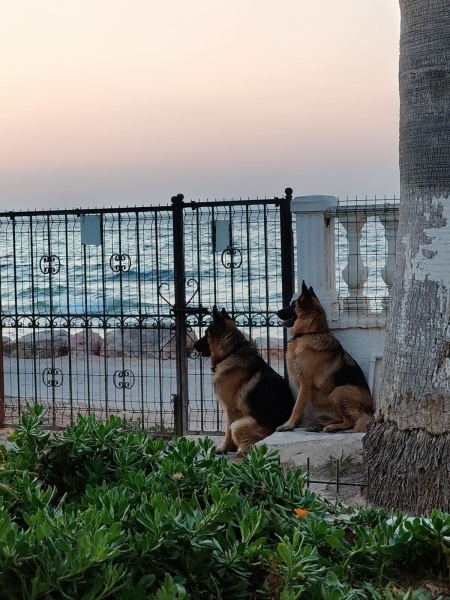 Alman Çoban Köpeği, Köpek  jack fotoğrafı
