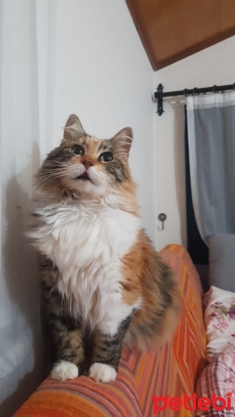 Tekir Kedi, Kedi  İpek fotoğrafı