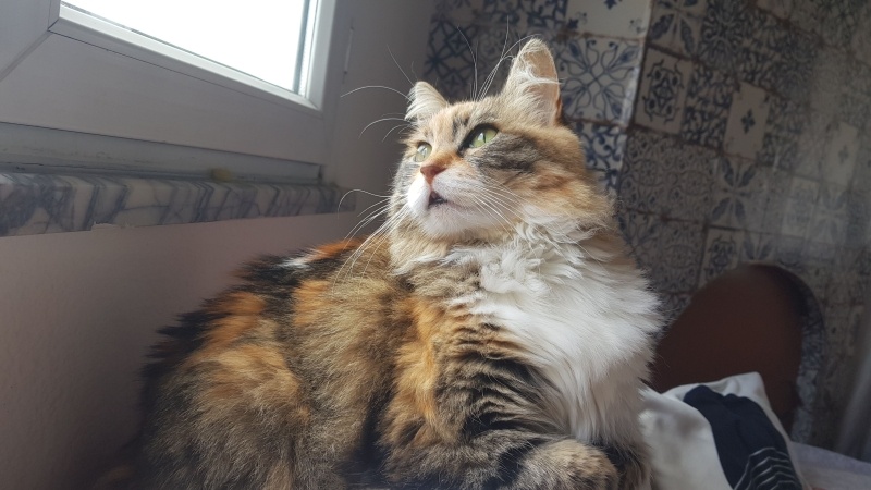 Tekir Kedi, Kedi  İpek fotoğrafı