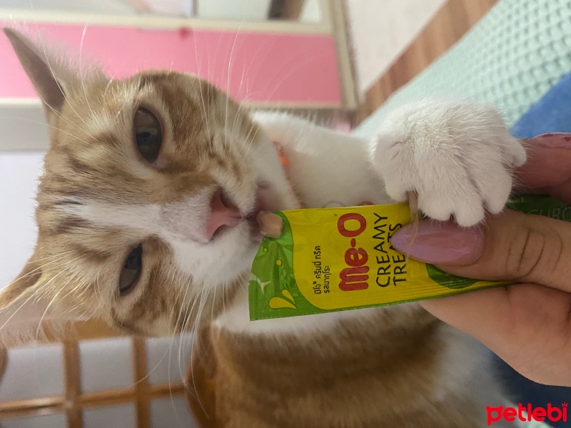 Sarman, Kedi  Tarçın fotoğrafı