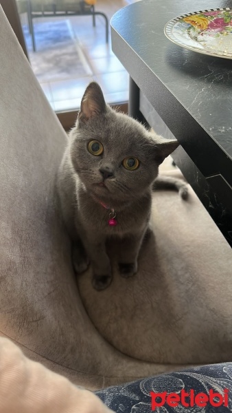 British Shorthair, Kedi Melo fotoğrafı