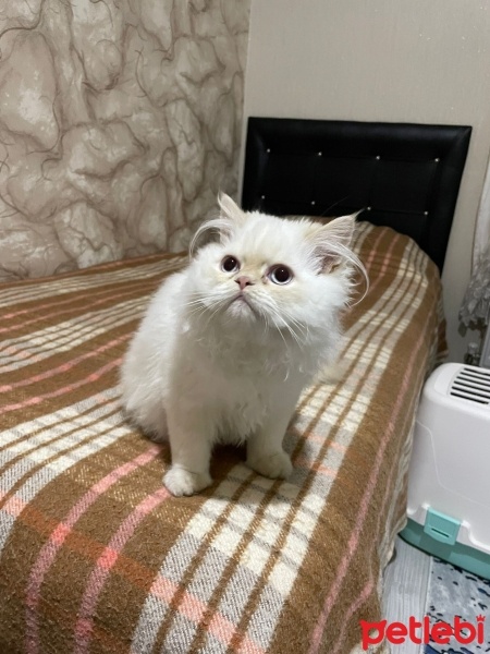 British Longhair, Kedi  Zeus fotoğrafı
