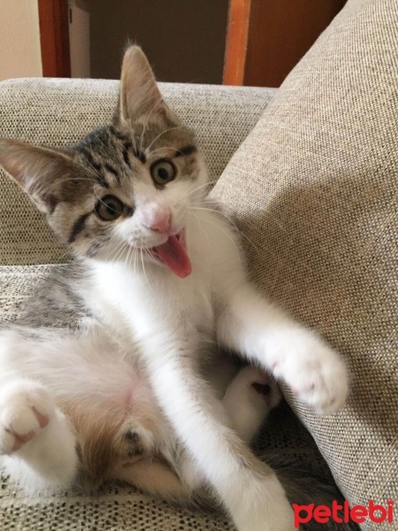 Tekir Kedi, Kedi Pablo fotoğrafı