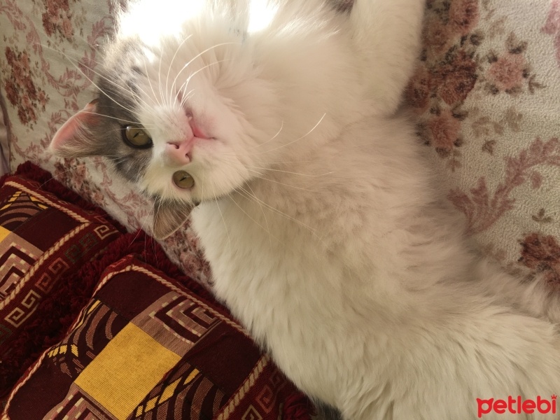 Maine Coon, Kedi Guti fotoğrafı