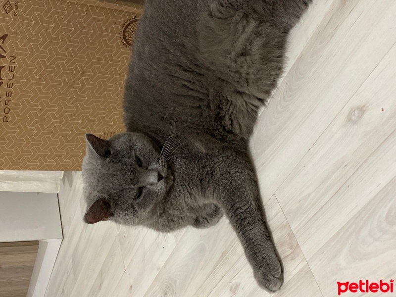 British Shorthair, Kedi  Venüs fotoğrafı
