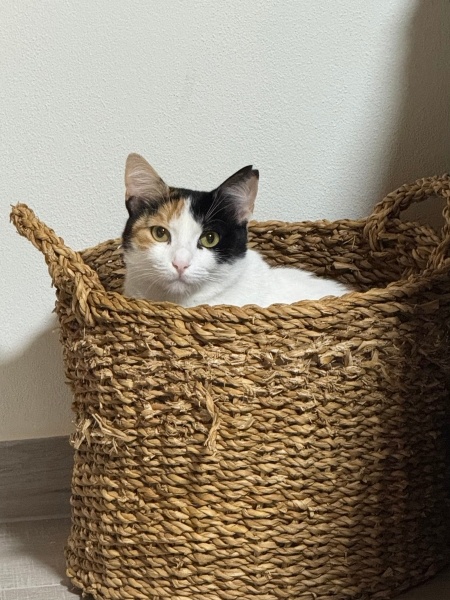 British Longhair, Kedi Beyaz fotoğrafı