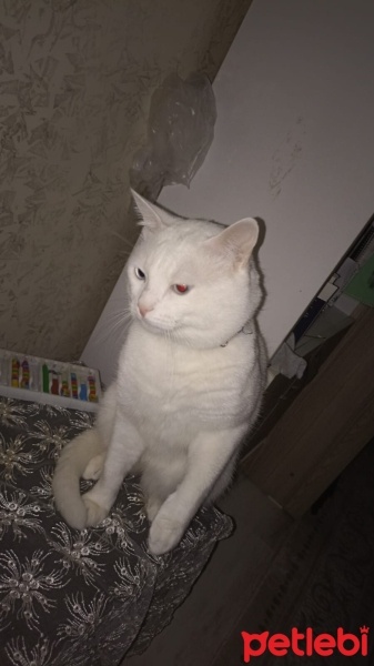 Van Kedisi, Kedi  Bulut Sirius fotoğrafı