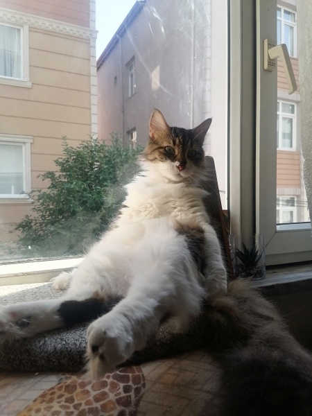 Sarman, Kedi  limon fotoğrafı