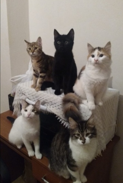 Sarman, Kedi  limon fotoğrafı