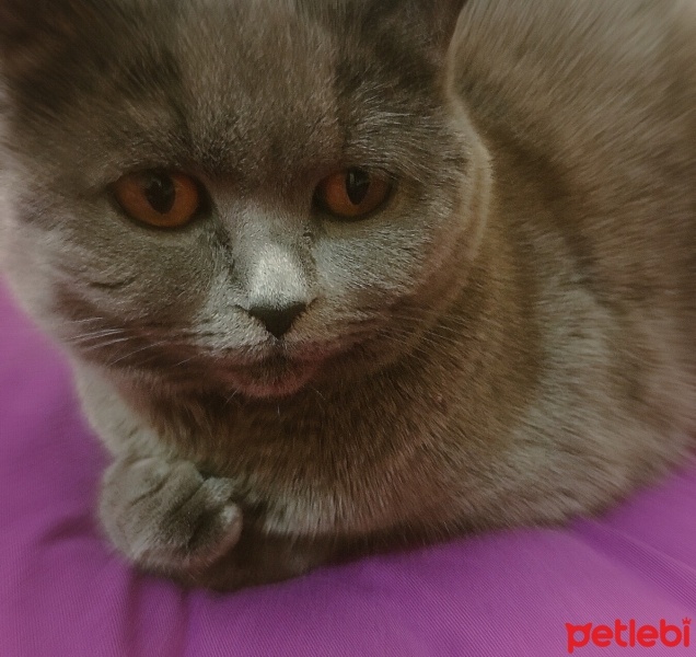 British Shorthair, Kedi  Şirin Venüs fotoğrafı