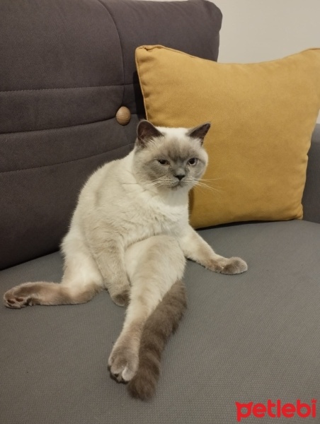 British Longhair, Kedi  Venüs fotoğrafı