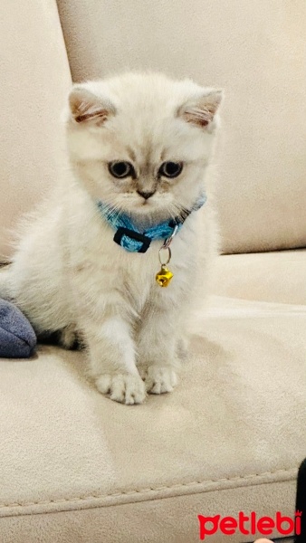 British Shorthair, Kedi  Yumak fotoğrafı