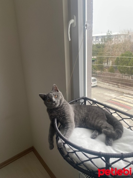 British Shorthair, Kedi  Venüs fotoğrafı