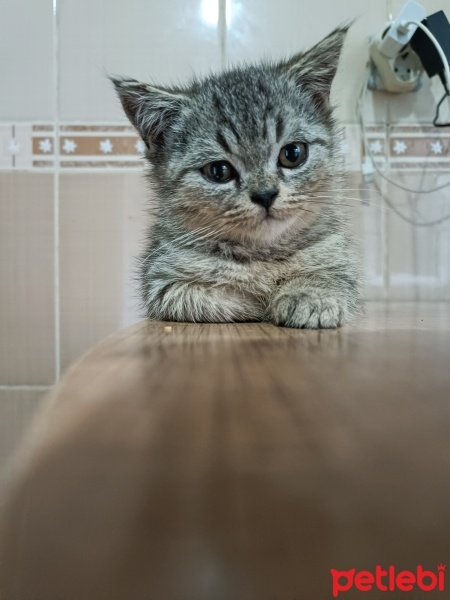 Scottish Fold, Kedi  Venüs fotoğrafı