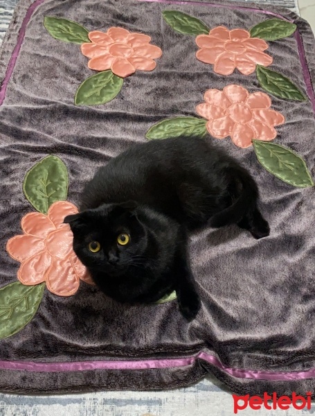 Scottish Fold, Kedi Mia fotoğrafı